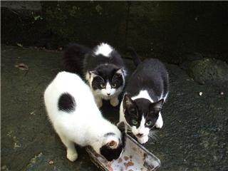 Ma Chatte et Ses Chatons